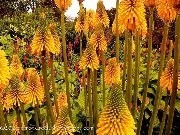 Kniphofia galpinii &lsquo;Orange Flame&rsquo;