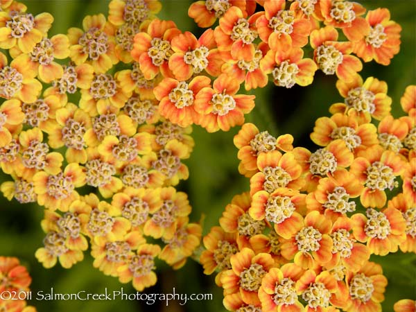 Achillea &lsquo;Inca Gold&rsquo;