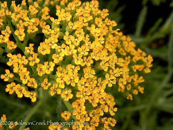 Achillea &lsquo;Marmalade&rsquo;