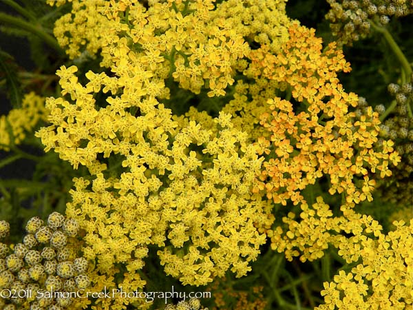 Achillea &lsquo;Marmalade&rsquo;