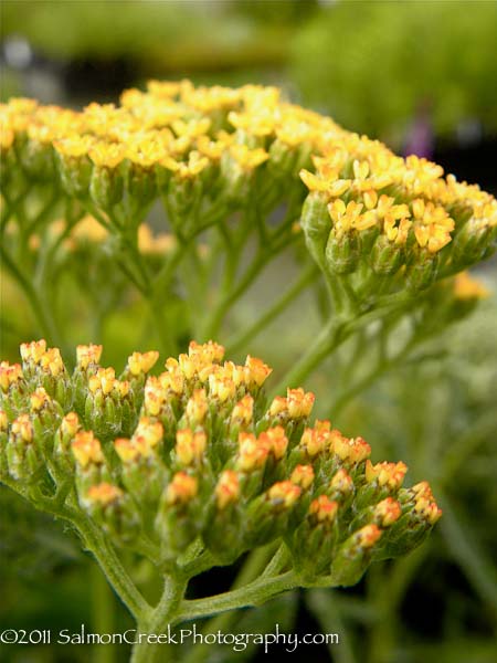 Achillea &lsquo;Marmalade&rsquo;