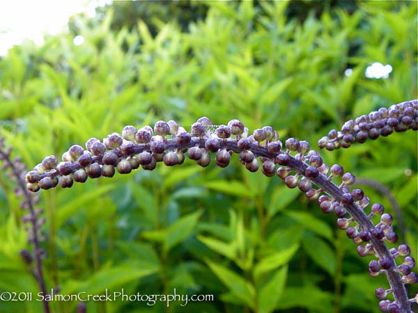 <i>Actaea simplex</i> &lsquo;Atropurpurea&rsquo;