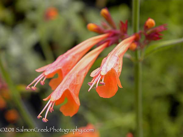 Agastache aurantiaca &lsquo;Apricot Sprite&rsquo;