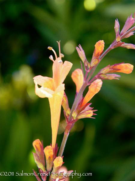 Agastache aurantiaca &lsquo;Apricot Sunrise&rsquo;
