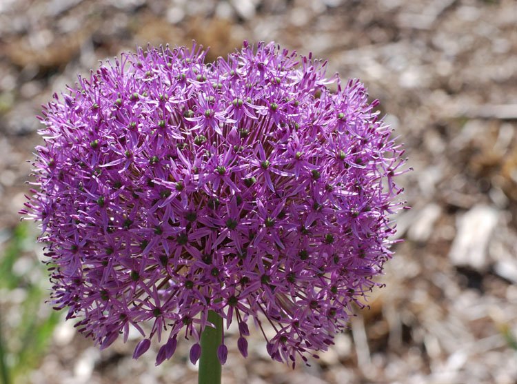 <i>Allium</i> &lsquo;Gladiator&rsquo;