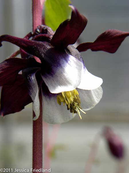 Aquilegia vulgaris &lsquo;William Guiness&rsquo;
