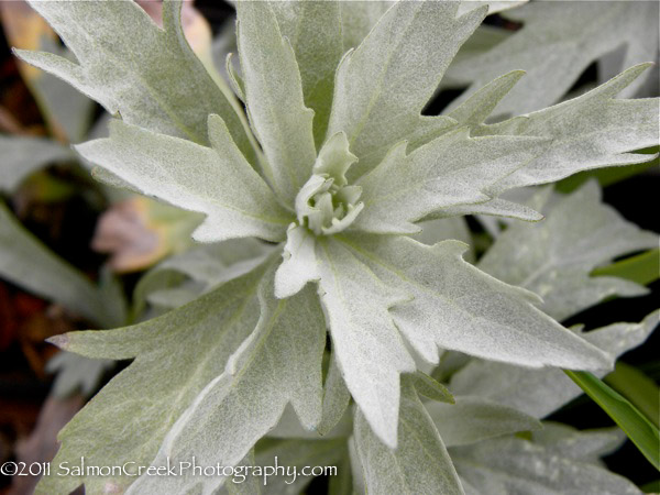 Artemisia ludoviciana &lsquo;Valerie Finnis&rsquo;