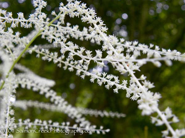 <i>Aruncus dioicus</i> &lsquo;Zweiweltenkind&rsquo;