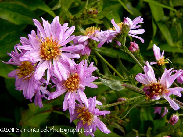 Aster &lsquo;Cassie&rsquo;