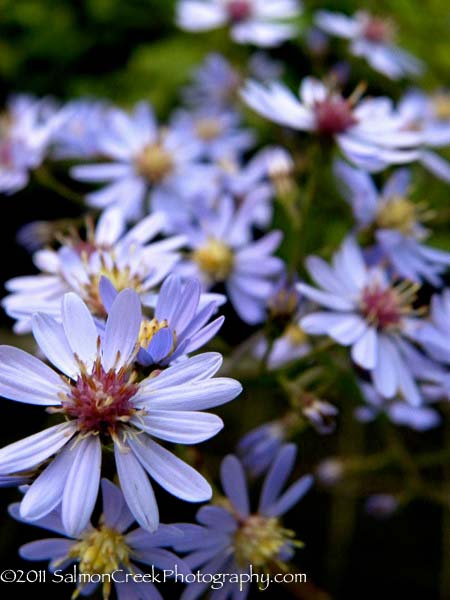 Aster cordifolius &lsquo;Chieftain&rsquo;
