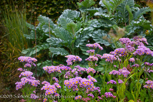 Aster tataricus &lsquo;Jindai&rsquo;