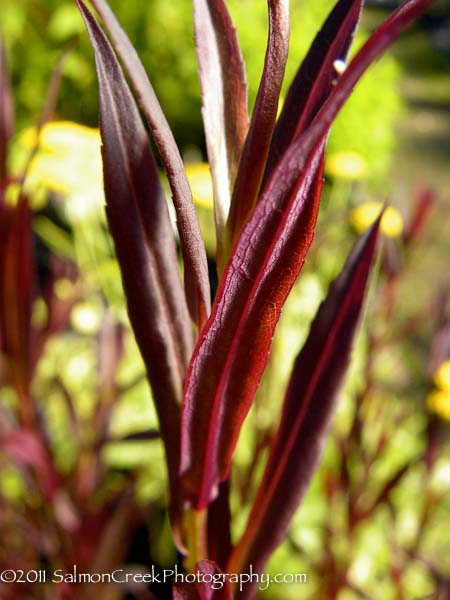 Aster lateriflorus &lsquo;Lady in Black&rsquo;