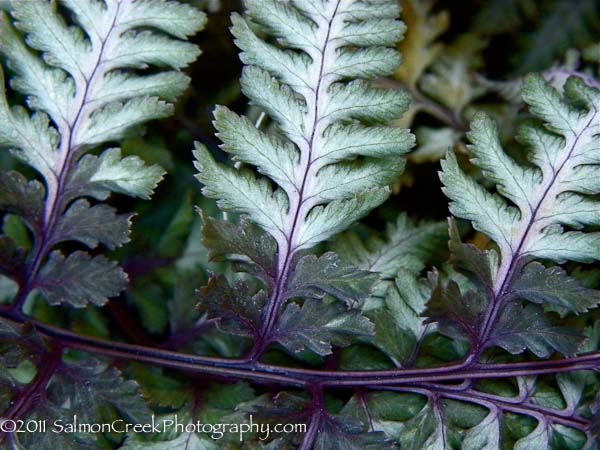Athyrium niponicum ‘var pictum’