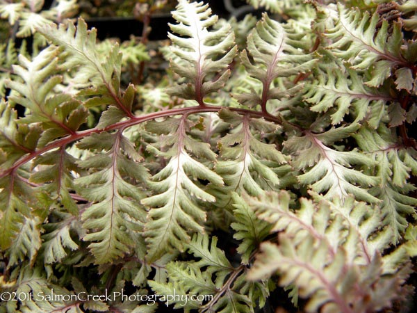 Athyrium niponicum ‘var pictum’