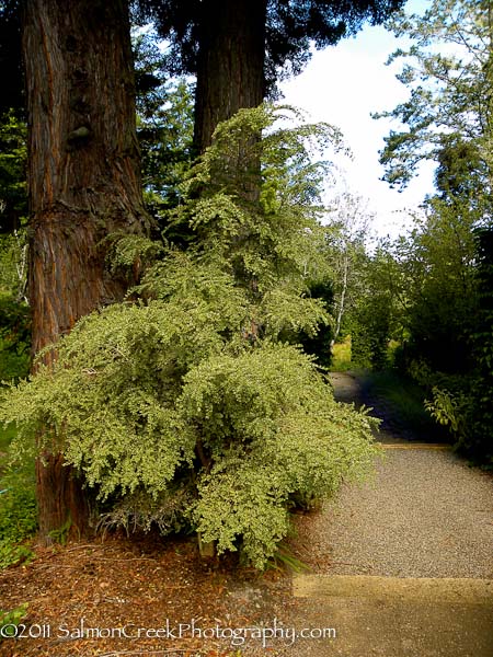 Azara microphylla &lsquo;Variegata&rsquo;