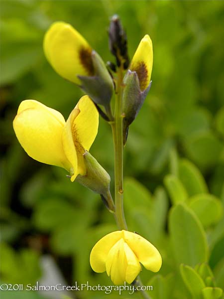 Baptisia &lsquo;Solar Flare&rsquo;
