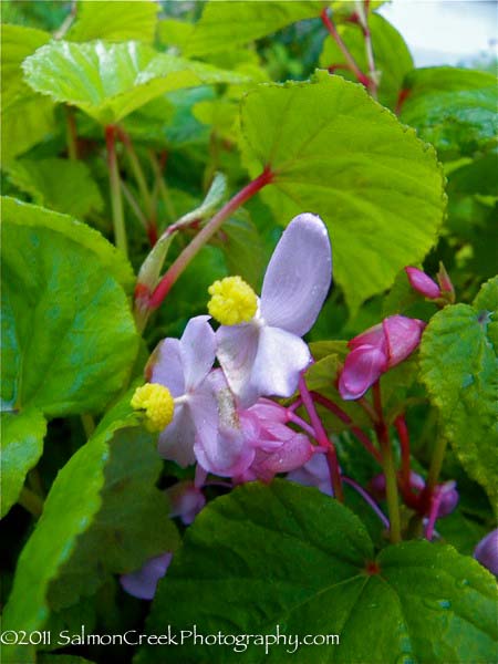 <i>Begonia grandis</i> &lsquo;Herons Pirouette&rsquo;