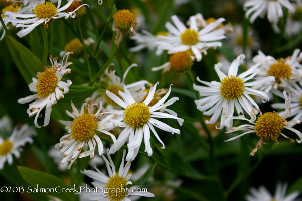 <i>Boltonia asteroides</i> &lsquo;Snowbank&rsquo;