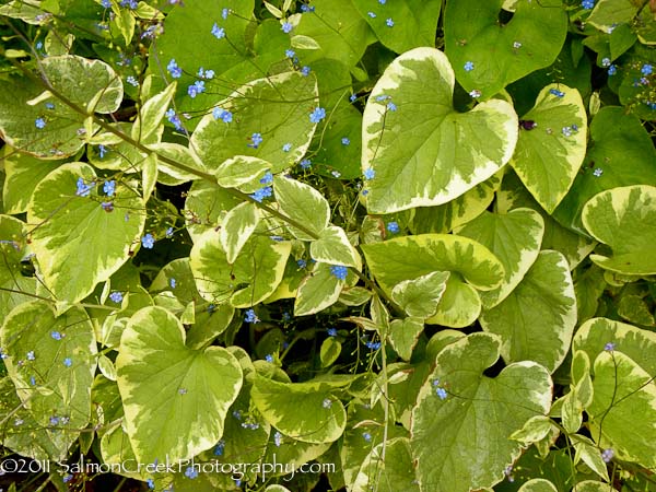 <i>Brunnera macrophylla</i> &lsquo;Dawsons White&rsquo;