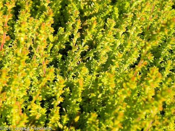 <i>Calluna vulgaris</i> &lsquo;Firefly&rsquo;