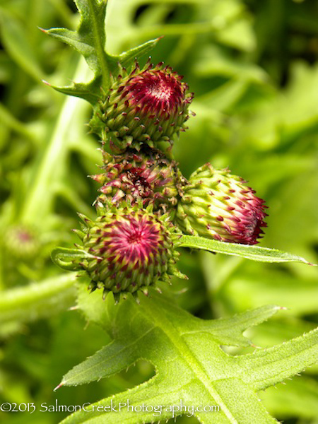 Cirsium rivulare &lsquo;Atropurpureum&rsquo;