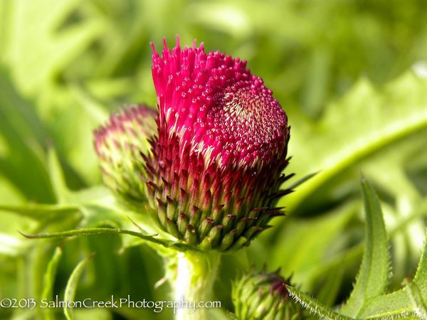 Cirsium rivulare &lsquo;Atropurpureum&rsquo;
