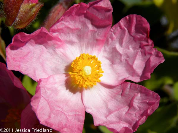 Cistus &lsquo;Anne Palmer&rsquo;