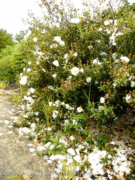 Cistus ladanifer Bennett�s White