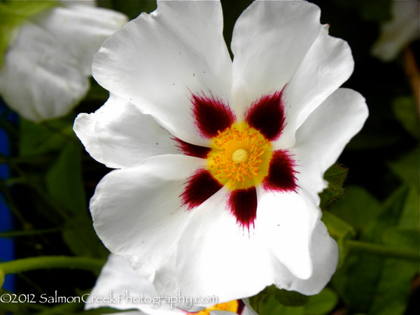 Cistus &lsquo;Snow Fire&rsquo;