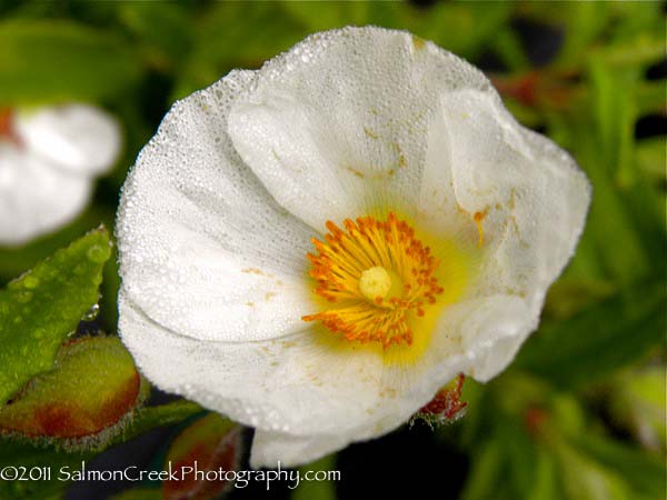 <em>Cistus x oblongifolius</em>  &lsquo;&rsquo;