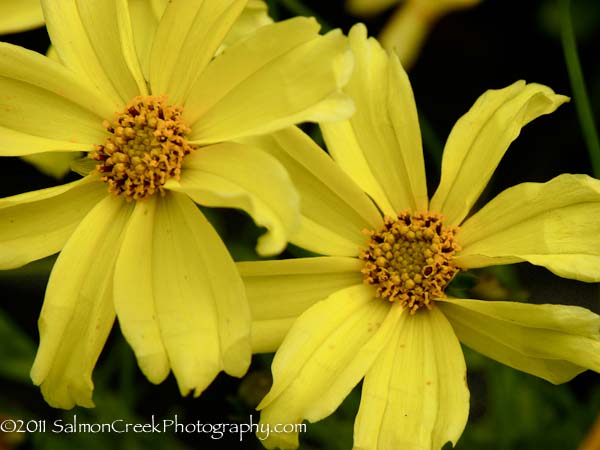Coreopsis &lsquo;Cr&eacute;me Brul&eacute;e&rsquo;