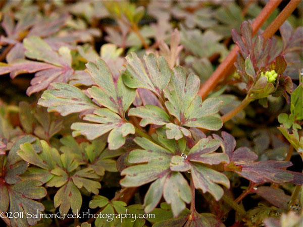 Corydalis flexuosa &lsquo;Purple Leaf&rsquo;