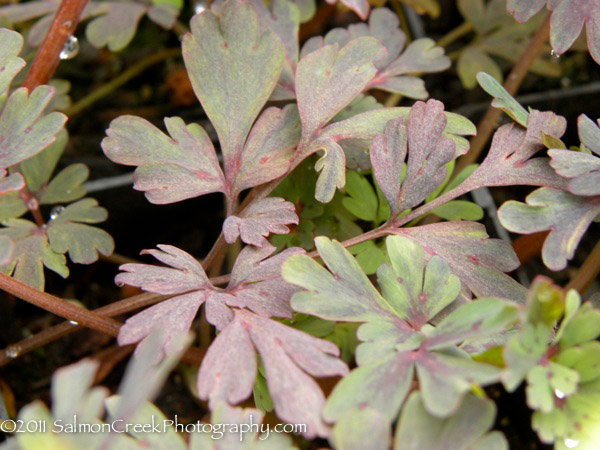 Corydalis flexuosa &lsquo;Purple Leaf&rsquo;