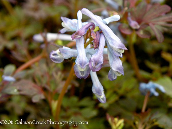 Corydalis flexuosa &lsquo;Purple Leaf&rsquo;