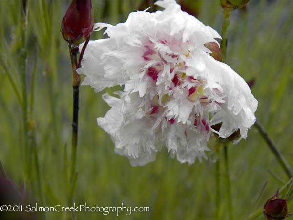 Dianthus &lsquo;Bridal Veil&rsquo;
