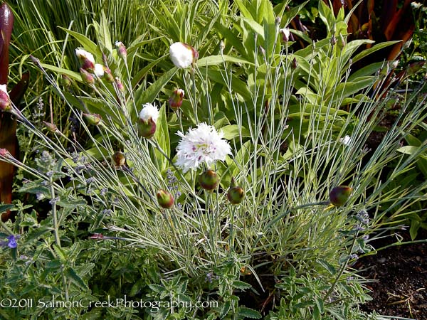 Dianthus &lsquo;Bridal Veil&rsquo;