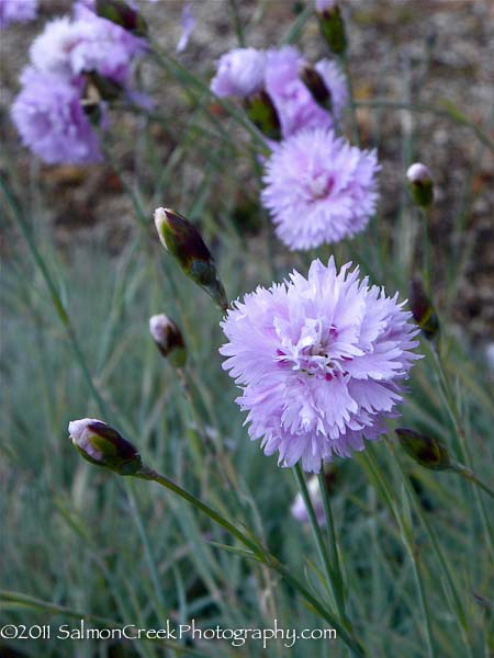 Dianthus &lsquo;Gloriosa&rsquo;