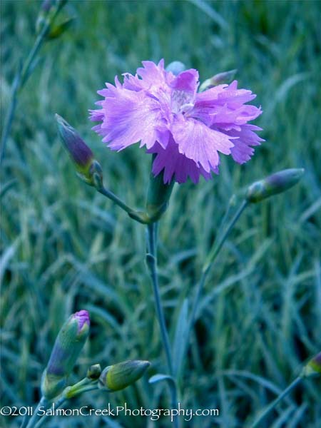 Dianthus &lsquo;Mendlesham Frilly&rsquo;