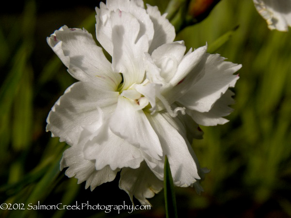 Dianthus &lsquo;Mendlesham Maid&rsquo;