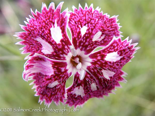 Dianthus &lsquo;Nancy Lindsay&rsquo;