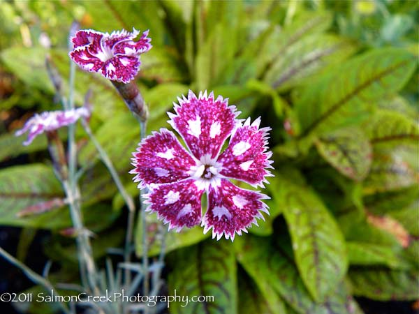 Dianthus &lsquo;Nancy Lindsay&rsquo;