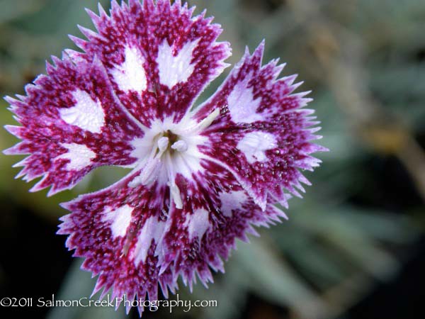 Dianthus &lsquo;Nancy Lindsay&rsquo;
