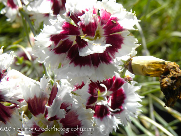 Dianthus &lsquo;Pheasant’s Ear&rsquo;