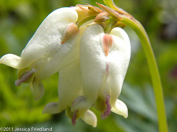 Dicentra &lsquo;Margery Fish&rsquo;