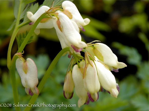 Dicentra &lsquo;Margery Fish&rsquo;