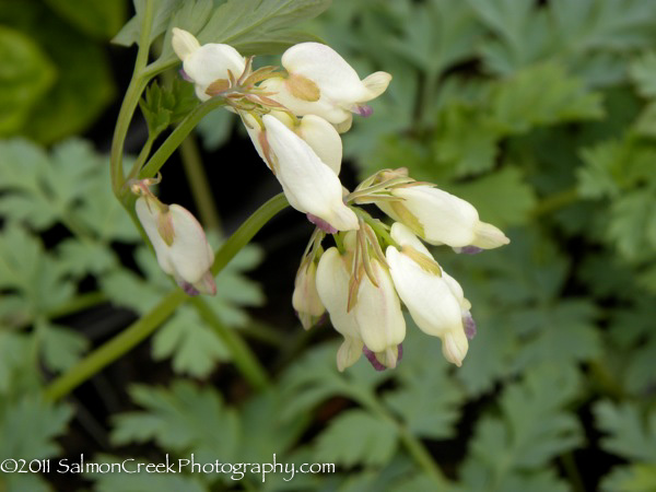 Dicentra &lsquo;Margery Fish&rsquo;