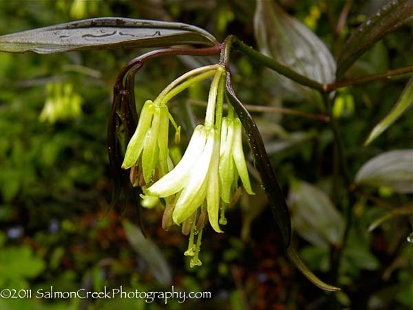 Disporum longistylum &lsquo;Night Heron&rsquo;