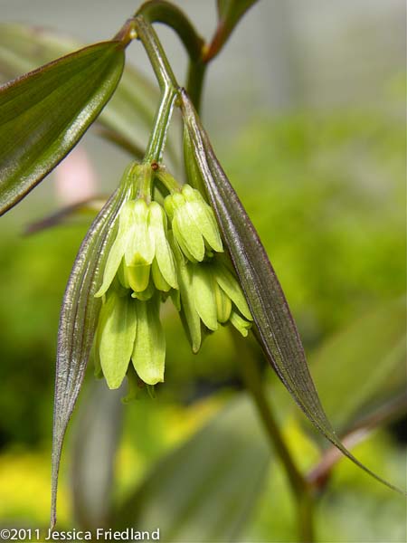 Disporum longistylum &lsquo;Night Heron&rsquo;