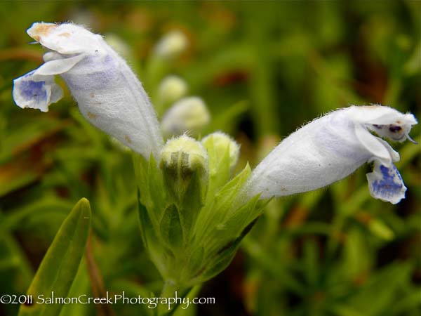 Dracocephalum argunense &lsquo;Fuji White&rsquo;