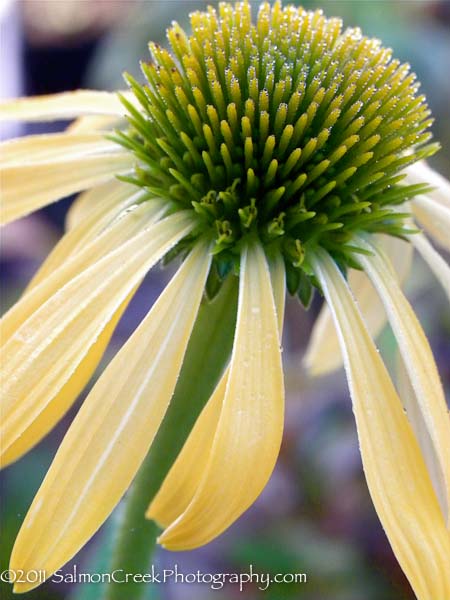 Echinacea &lsquo;Harvest Moon&trade;&rsquo;